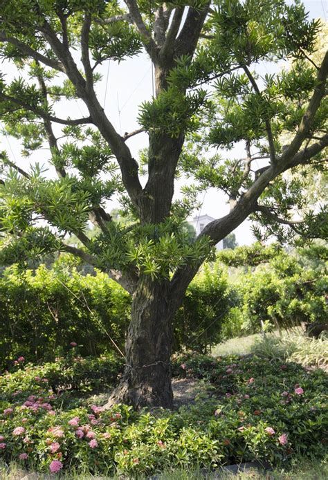 家種羅漢松|如何種植羅漢松？六大羅漢松種類、價錢，種植方法、造型修剪